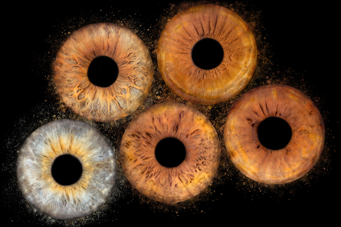 Photographie iris macro — studio Deux-Quatre, Guebwiller 2 Photographie iris macro — studio Deux-Quatre, Guebwiller 2