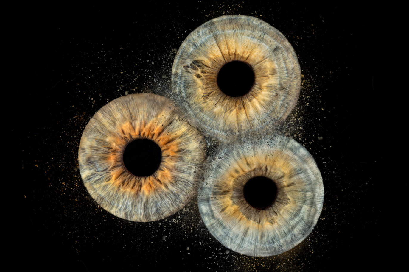 Photographie iris — studio Deux-Quatre, Guebwiller 2