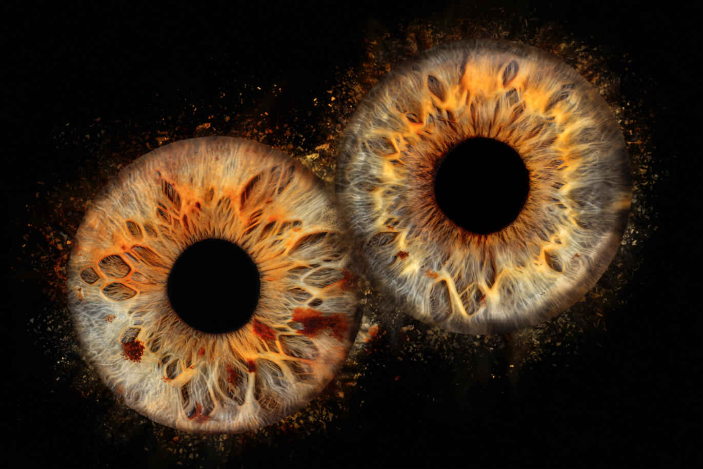 Photographie iris — studio Deux-Quatre, Guebwiller 1 Photographie iris — studio Deux-Quatre, Guebwiller 1