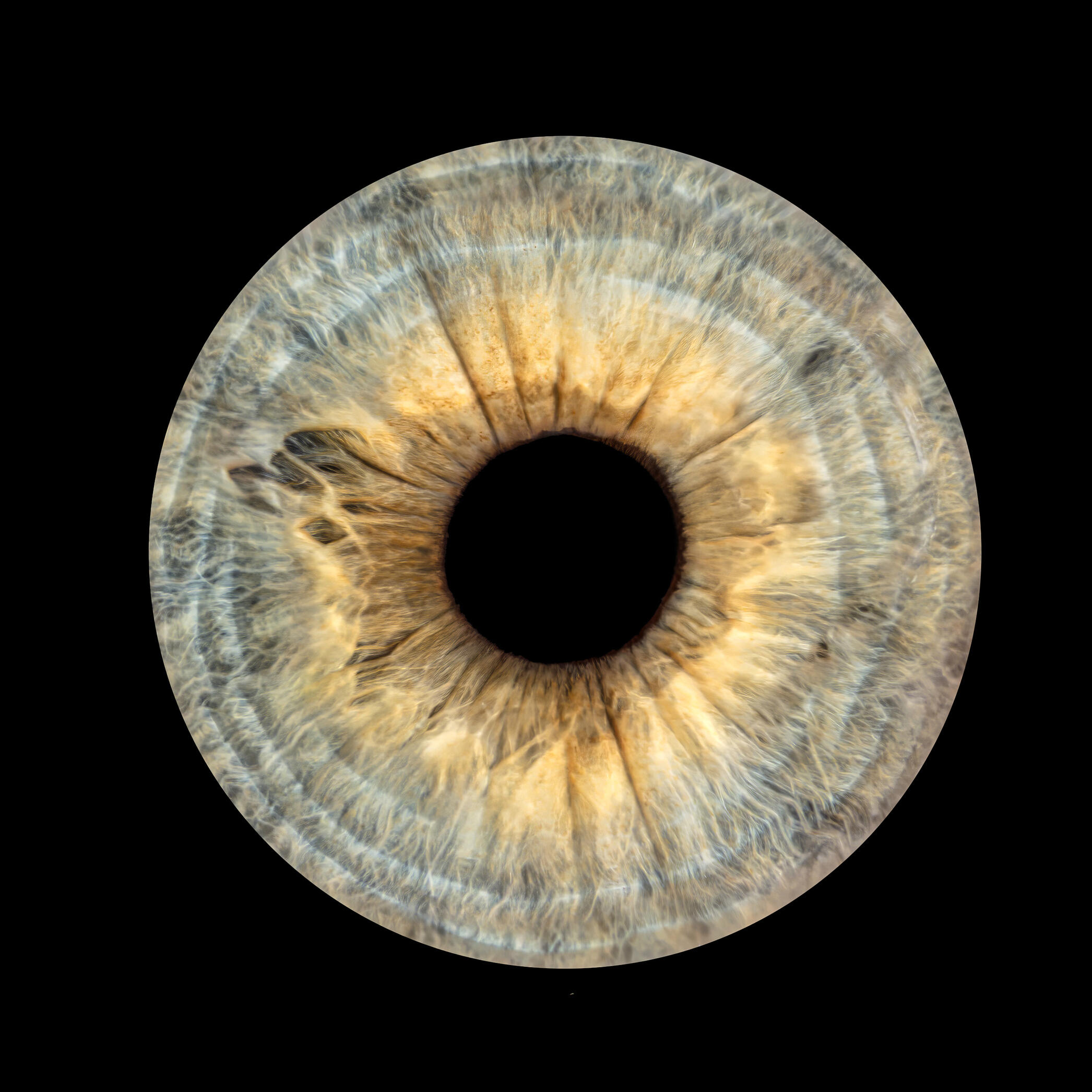 Gros plan iris humain — studio Deux-Quatre, Guebwiller 2 Gros plan iris humain — studio Deux-Quatre, Guebwiller 2